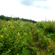 IMG-3990
