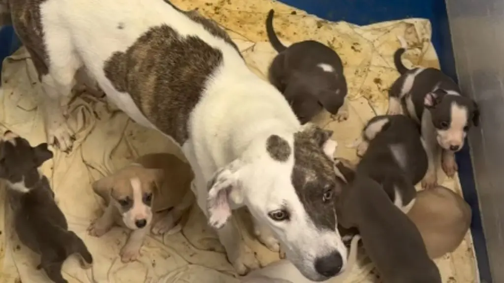 Mother Dog and Ten Pups Seek Loving Home