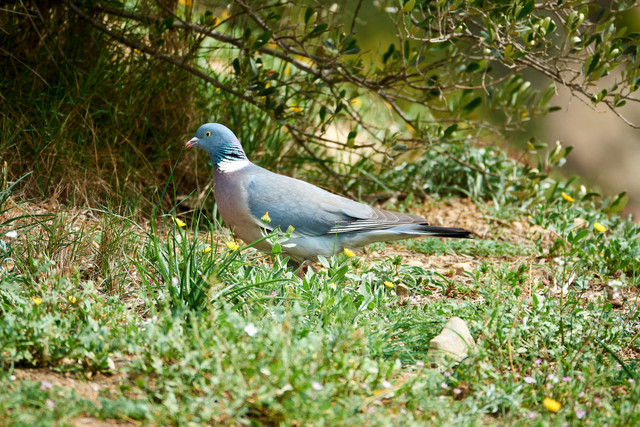 DSC00596-SONY.jpg