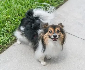 Essential Nutritional Guidelines for Growing Papillon Puppies