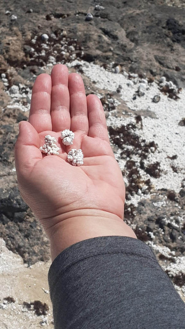 palomitas