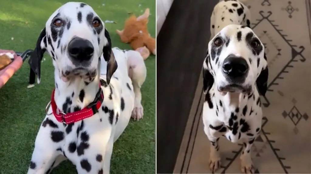 Foster Dog's Heartfelt Gratitude Shines Through