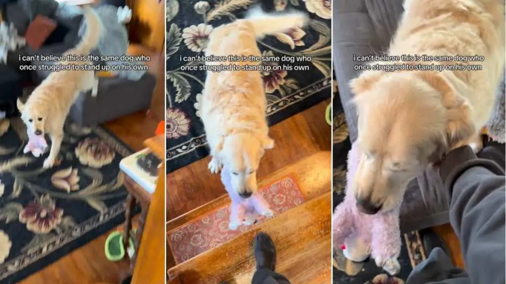 Bruce the Rescue Golden Retriever Thrives After Overcoming Adversity