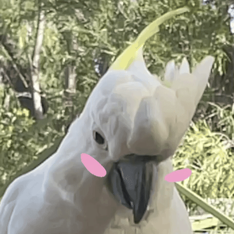 giphy-s.gif