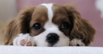Puppy Wellness: Top Supplements & One to Skip