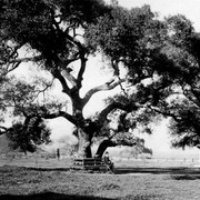 Griffith Park 1910