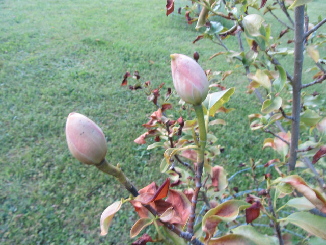 IMG-7896