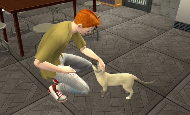 n Could Play Withthe Cat.png