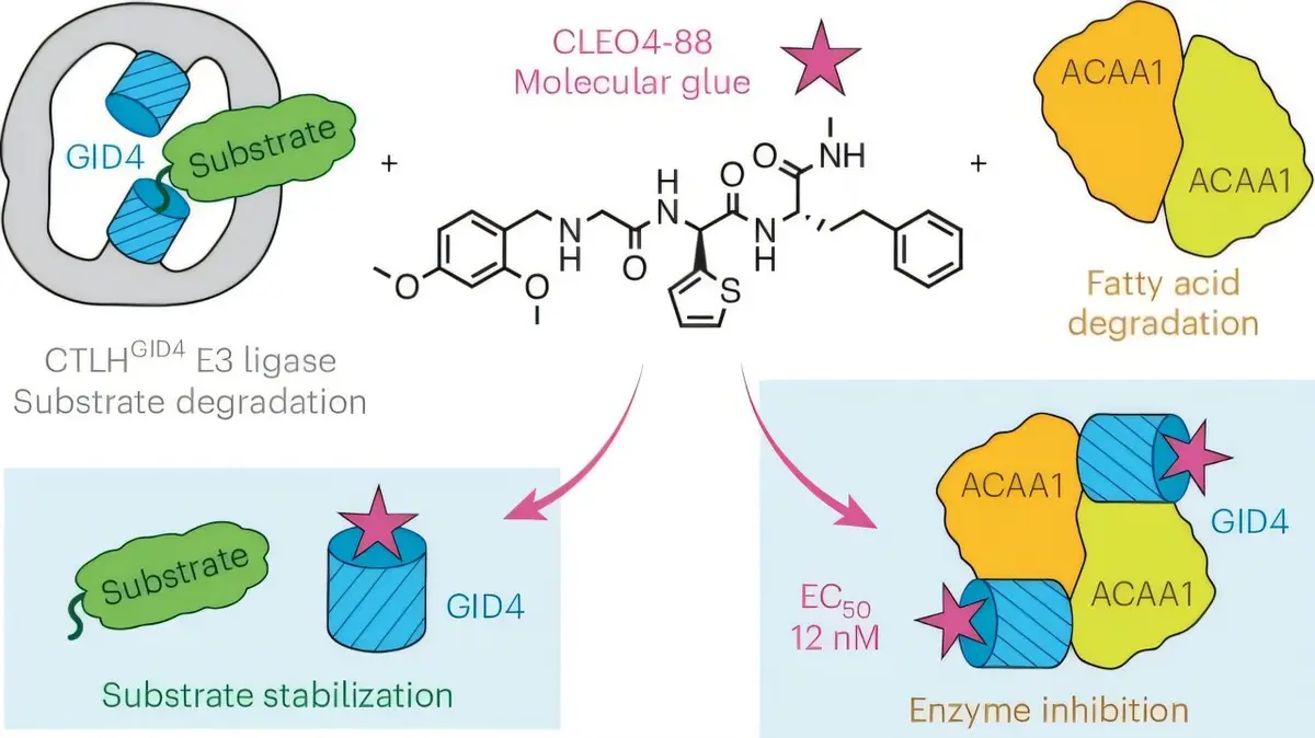 Molecular Glue May Revolutionize Disease Treatment by Targeting Proteins