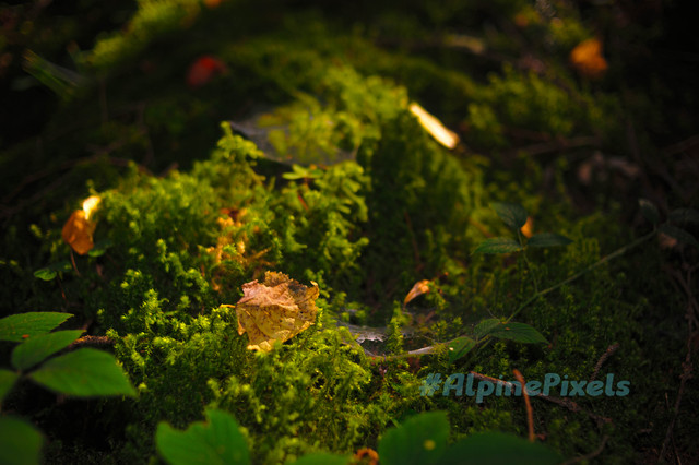 20231011-Alpine-Pixels-42.jpg