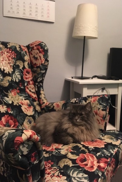 Obrazek