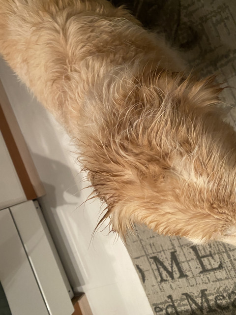 983-F6-D89-5-E50-4-ACD-B519-3-C09-D8-C3-