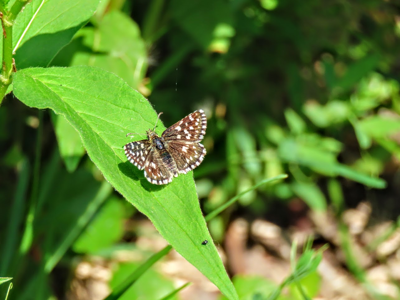 IMG-5409