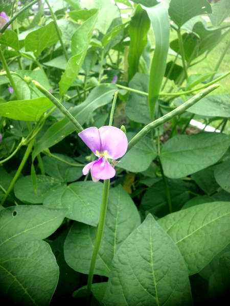 Penny-Rileflower-Npods8-23-2015-s.jpg