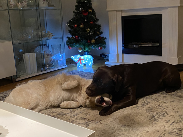 57902-D4-B-1-E89-4-A45-852-D-2-B7074-D04