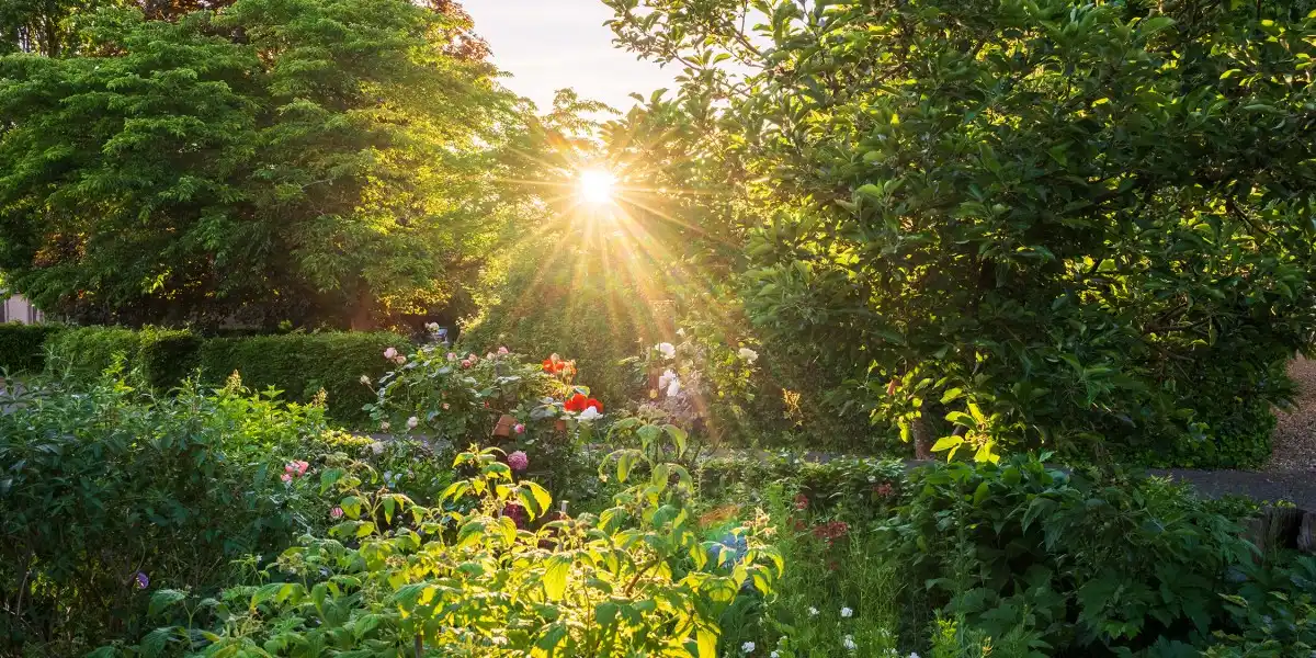 Grădinăritul de seară: 20 de minute care salvează plantele și sufletul