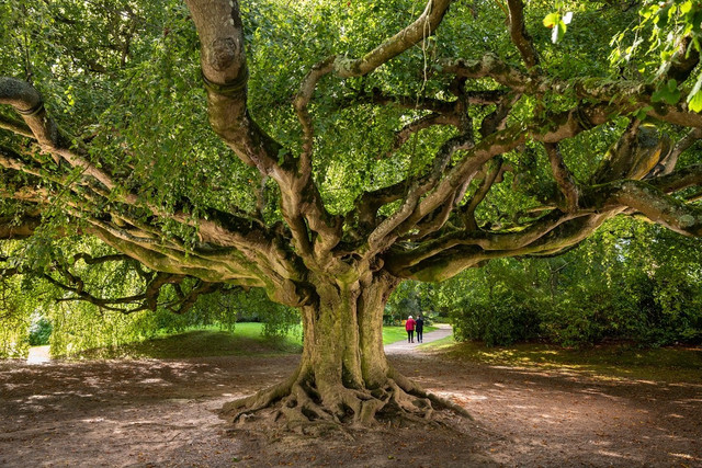 arbre-de-l-ann-e