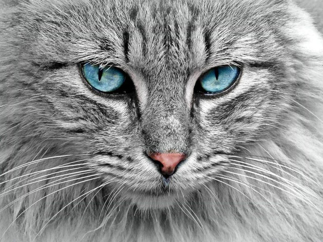 cats
