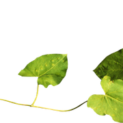 Leaves11