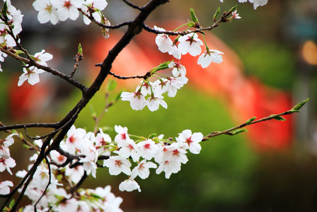 201504091512391da