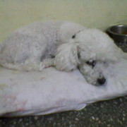 Foto 0012
