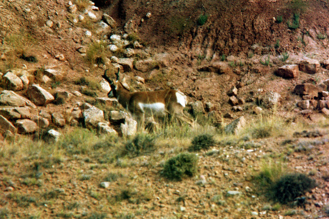 Buck Rocks