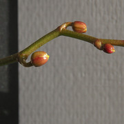 IMG-3167