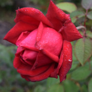 DSC-0491