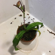 andplant