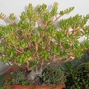 IMG-3195
