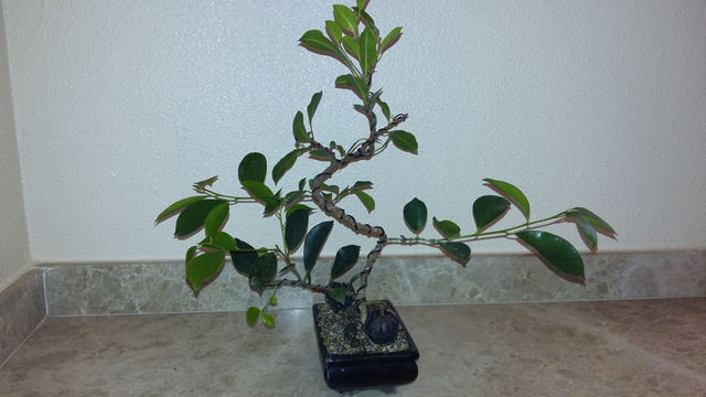 bonsai5.png