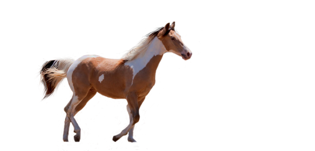 0-af2d7-bd0275ce-XL.png