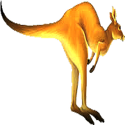 Canguro03a