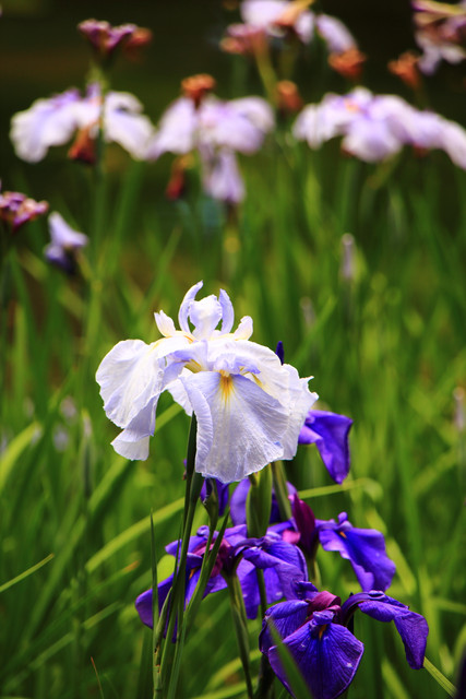20150604194233f4f
