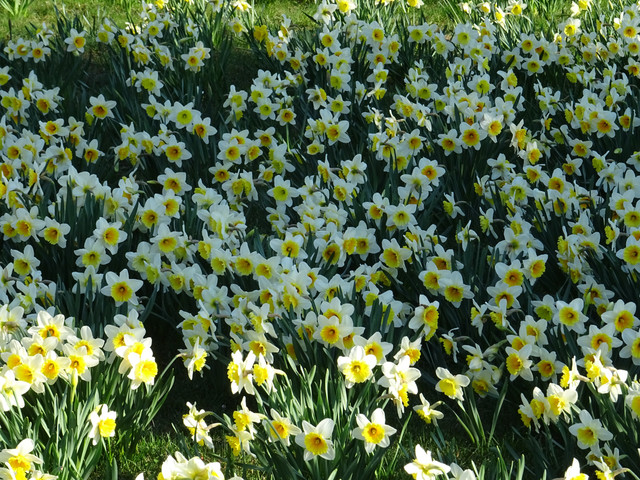 DSC00274.jpg