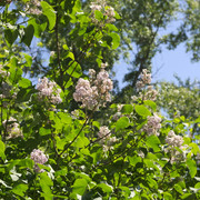 DSC3875