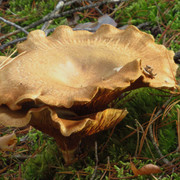 IMG-0381