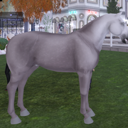 silver-coat