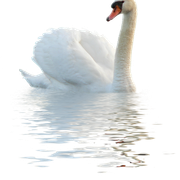 0-4e8ea-68b188d6-XXXL