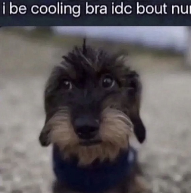 cooling-dog