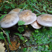 DSC00176