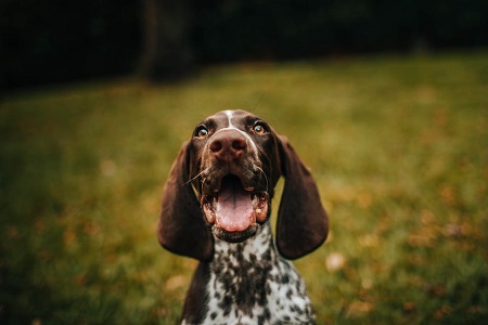 dog-training