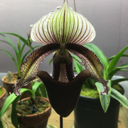 superbiensbloom
