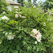 peony tree