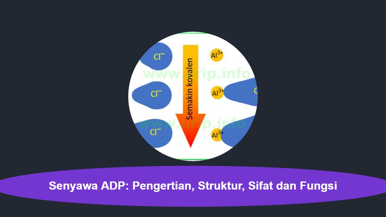 Senyawa ADP: Pengertian, Struktur, Sifat dan Fungsi