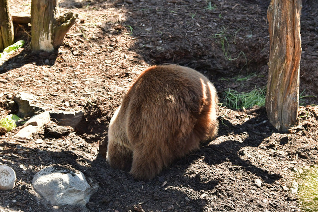 Brown bears at Copenhagen Zoo
