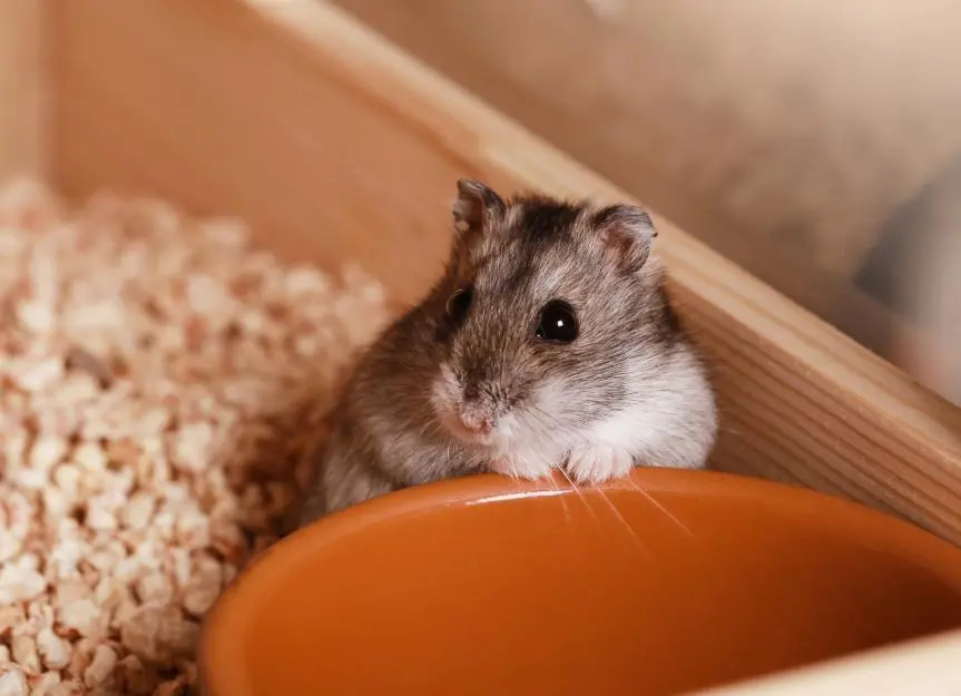 Hamster Cataracts: Understanding the Condition and Care Options