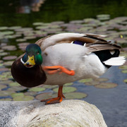 IMG-1369-2