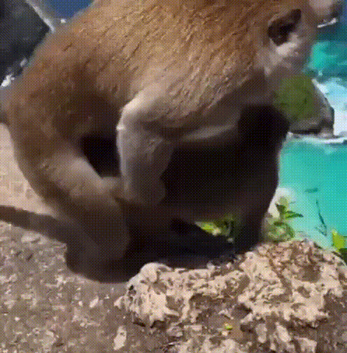 animation.gif
