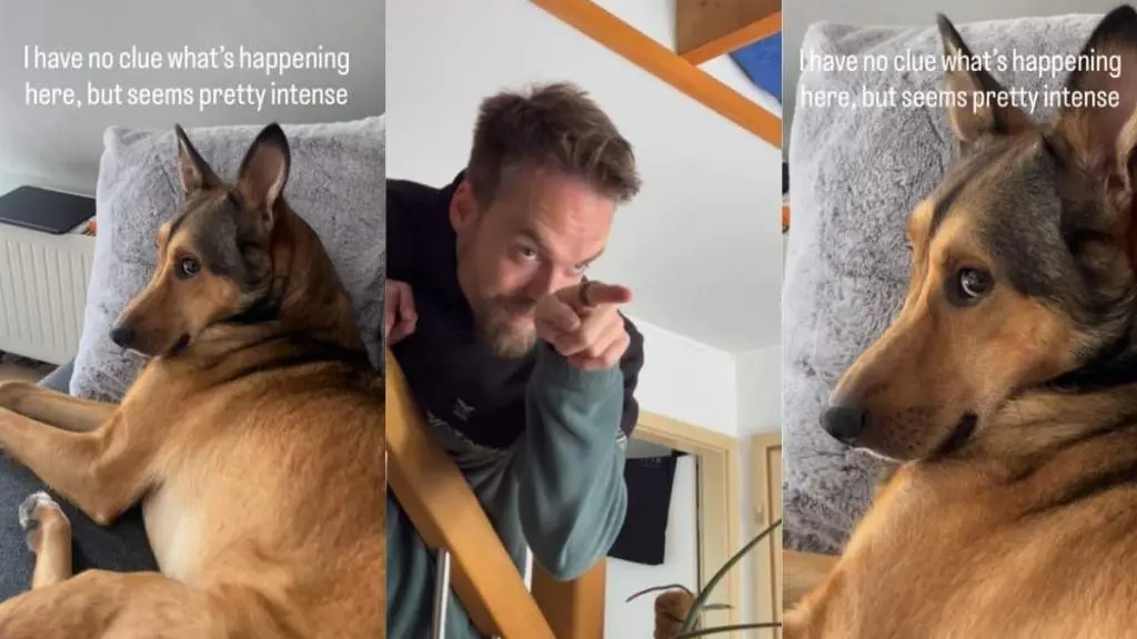 Dog Engages in Epic Stare Down with Owner in Viral Video